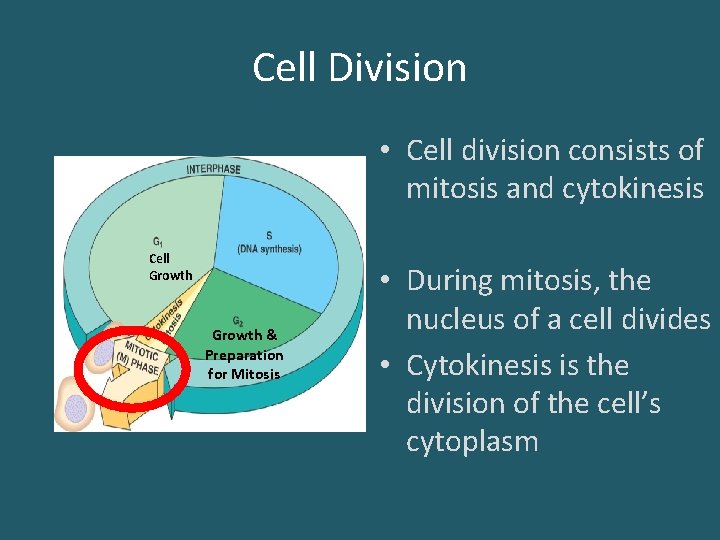 Cell Division • Cell division consists of mitosis and cytokinesis Cell Growth & Preparation