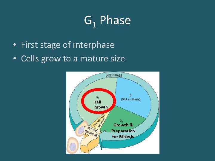 G 1 Phase • First stage of interphase • Cells grow to a mature