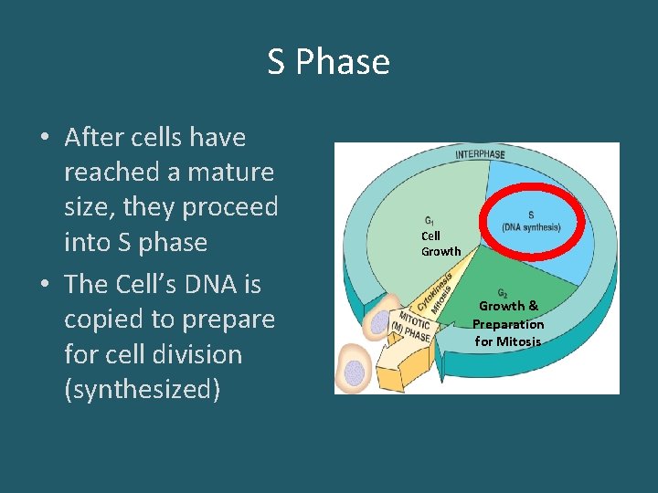 S Phase • After cells have reached a mature size, they proceed into S