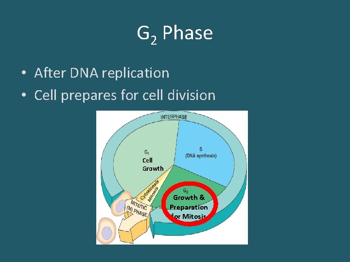 G 2 Phase • After DNA replication • Cell prepares for cell division Cell