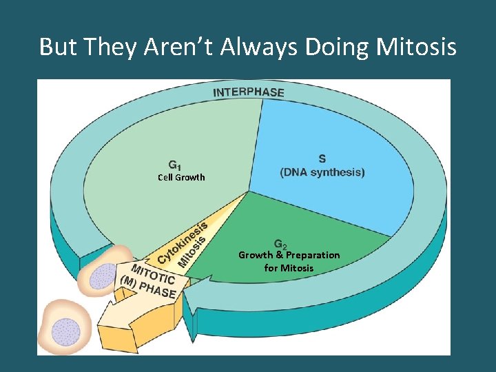 But They Aren’t Always Doing Mitosis Cell Growth & Preparation for Mitosis 