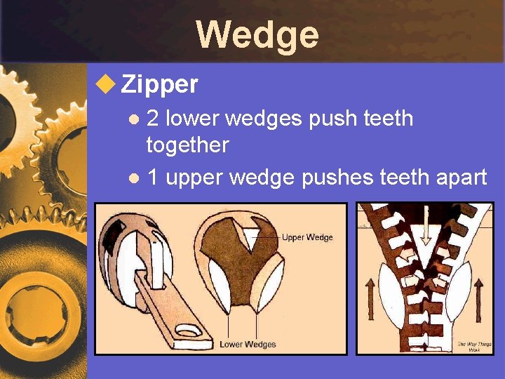 Wedge u Zipper 2 lower wedges push teeth together l 1 upper wedge pushes