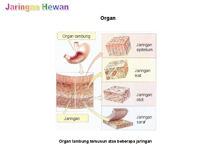 Organ lambung Jaringan epitelium Jaringan ikat Jaringan otot Jaringan saraf Organ lambung tersusun atas