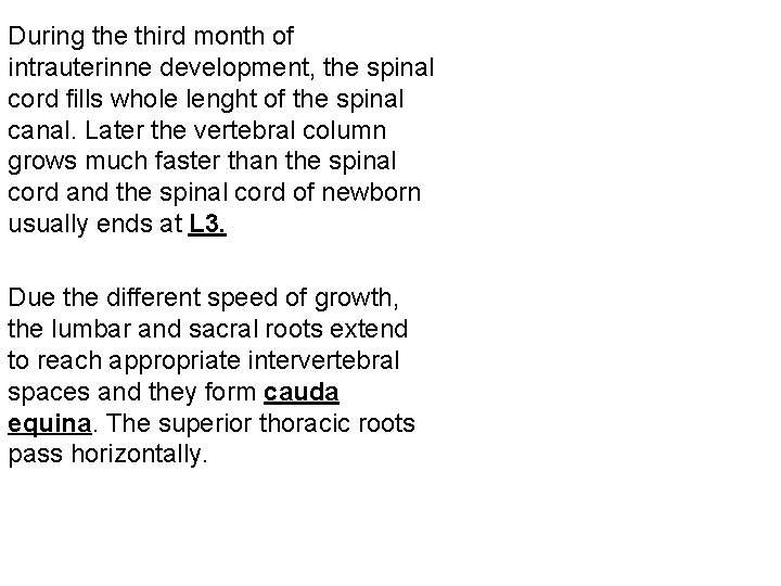 During the third month of intrauterinne development, the spinal cord fills whole lenght of