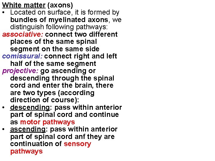 White matter (axons) • Located on surface, it is formed by bundles of myelinated