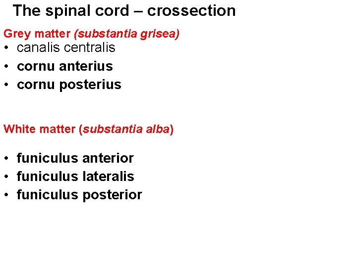 The spinal cord – crossection Grey matter (substantia grisea) • canalis centralis • cornu