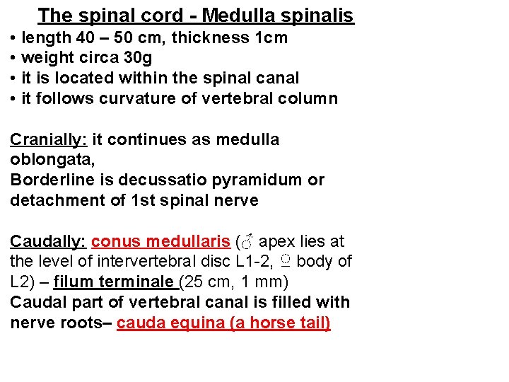 The spinal cord - Medulla spinalis • length 40 – 50 cm, thickness 1