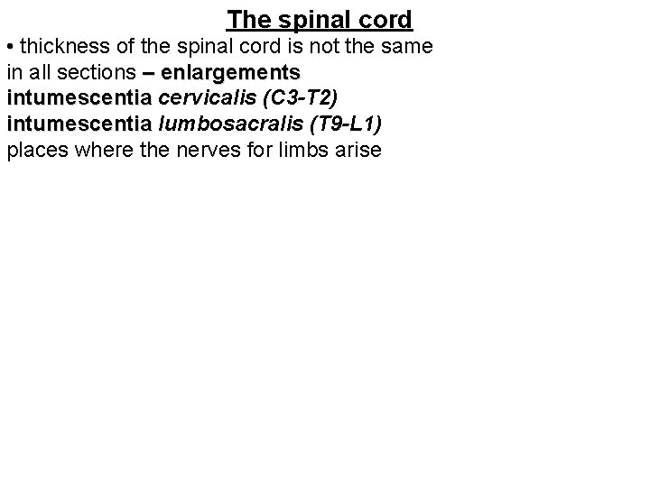 The spinal cord • thickness of the spinal cord is not the same in
