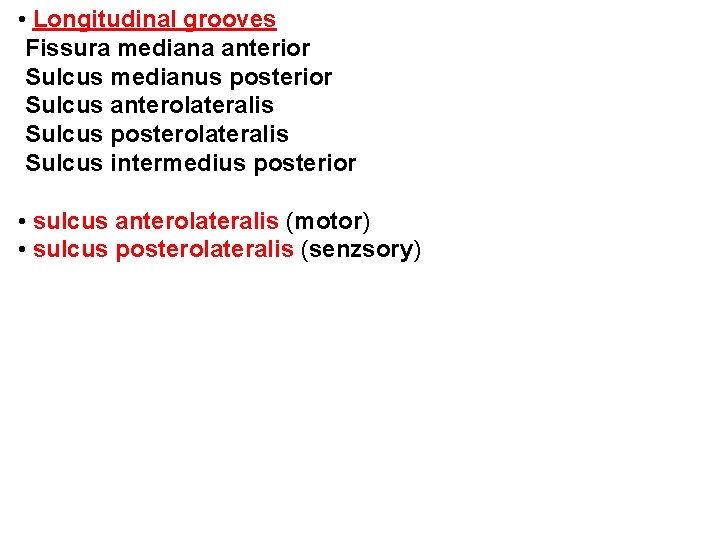  • Longitudinal grooves Fissura mediana anterior Sulcus medianus posterior Sulcus anterolateralis Sulcus posterolateralis