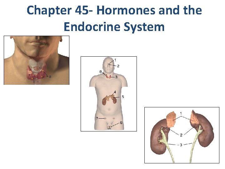 Chapter 45 - Hormones and the Endocrine System 