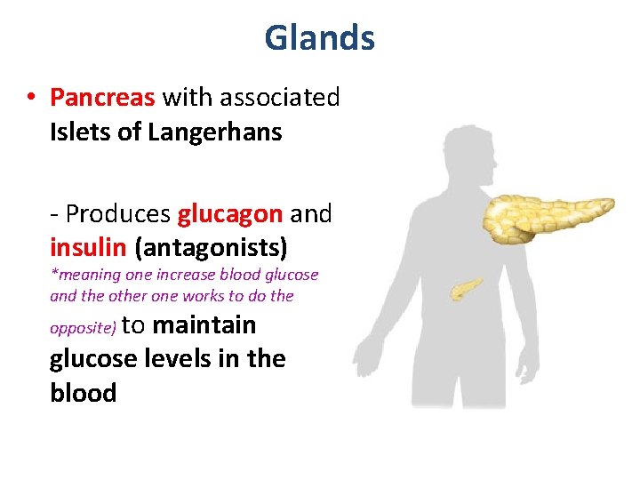 Glands • Pancreas with associated Islets of Langerhans - Produces glucagon and insulin (antagonists)