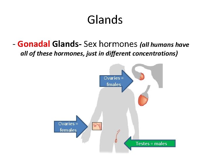 Glands - Gonadal Glands- Sex hormones (all humans have all of these hormones, just