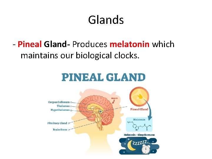 Glands - Pineal Gland- Produces melatonin which maintains our biological clocks. 