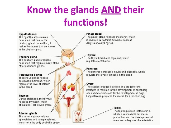 Know the glands AND their functions! 