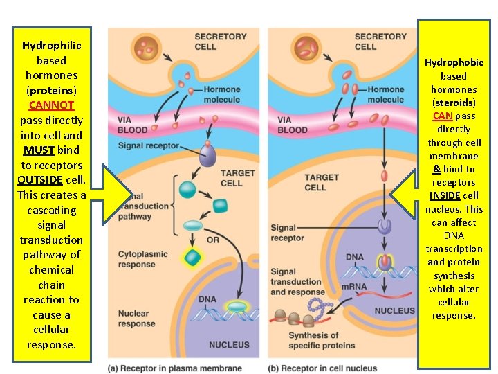 Hydrophilic based hormones (proteins) CANNOT pass directly into cell and MUST bind to receptors