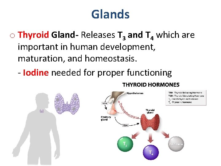 Glands o Thyroid Gland- Releases T 3 and T 4 which are important in