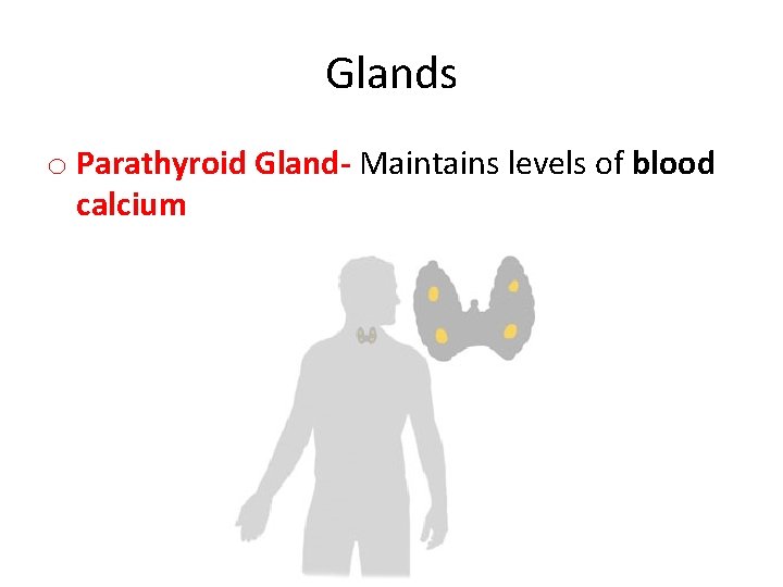 Glands o Parathyroid Gland- Maintains levels of blood calcium 