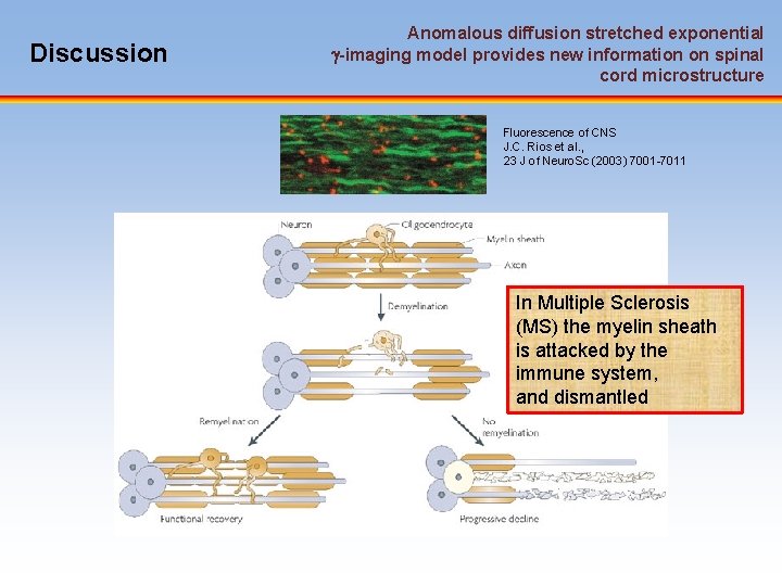 Discussion Anomalous diffusion stretched exponential -imaging model provides new information on spinal cord microstructure