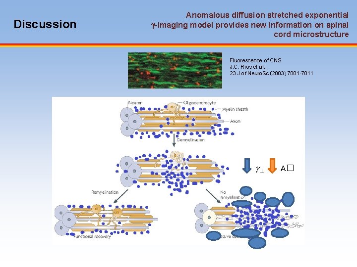 Discussion Anomalous diffusion stretched exponential -imaging model provides new information on spinal cord microstructure