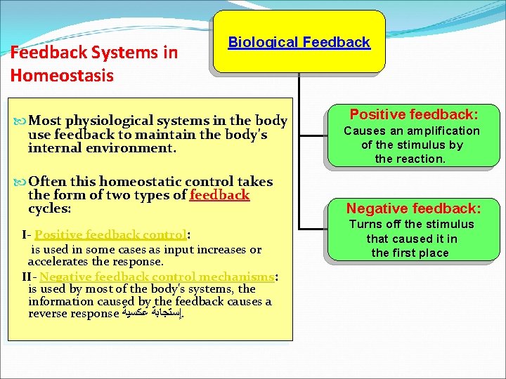 Feedback Systems in Homeostasis Biological Feedback Most physiological systems in the body use feedback