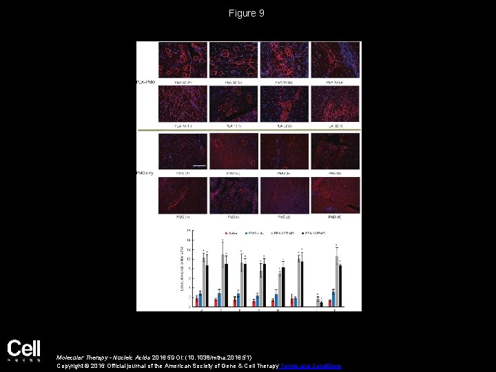 Figure 9 Molecular Therapy - Nucleic Acids 2016 5 DOI: (10. 1038/mtna. 2016. 51) Figure 9 Molecular Therapy - Nucleic Acids 2016 5 DOI: (10. 1038/mtna. 2016. 51)