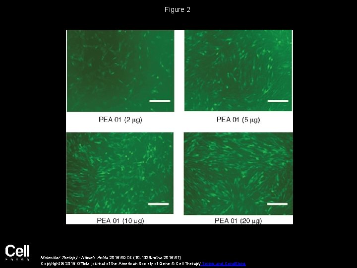 Figure 2 Molecular Therapy - Nucleic Acids 2016 5 DOI: (10. 1038/mtna. 2016. 51) Figure 2 Molecular Therapy - Nucleic Acids 2016 5 DOI: (10. 1038/mtna. 2016. 51)