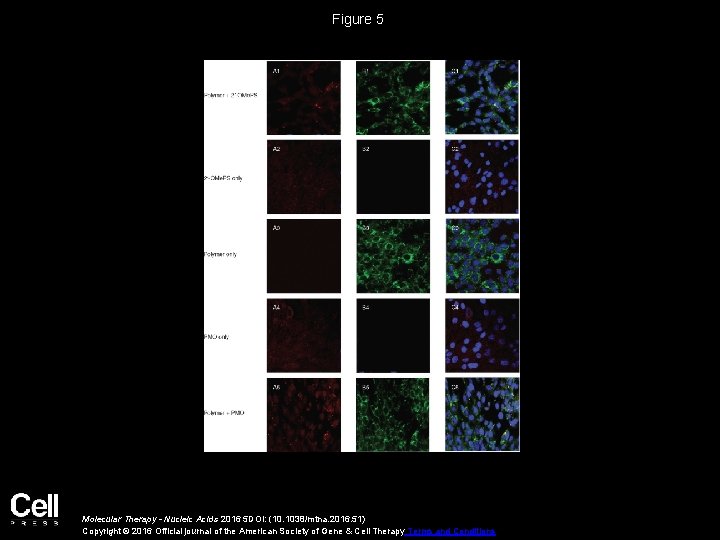 Figure 5 Molecular Therapy - Nucleic Acids 2016 5 DOI: (10. 1038/mtna. 2016. 51) Figure 5 Molecular Therapy - Nucleic Acids 2016 5 DOI: (10. 1038/mtna. 2016. 51)