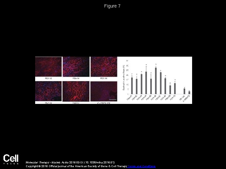 Figure 7 Molecular Therapy - Nucleic Acids 2016 5 DOI: (10. 1038/mtna. 2016. 51) Figure 7 Molecular Therapy - Nucleic Acids 2016 5 DOI: (10. 1038/mtna. 2016. 51)