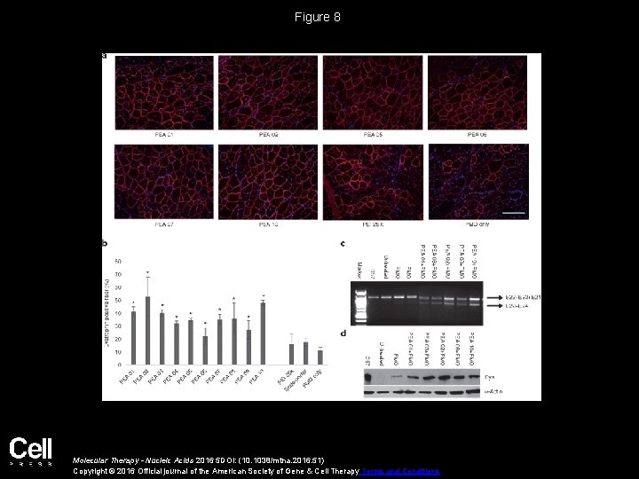 Figure 8 Molecular Therapy - Nucleic Acids 2016 5 DOI: (10. 1038/mtna. 2016. 51) Figure 8 Molecular Therapy - Nucleic Acids 2016 5 DOI: (10. 1038/mtna. 2016. 51)