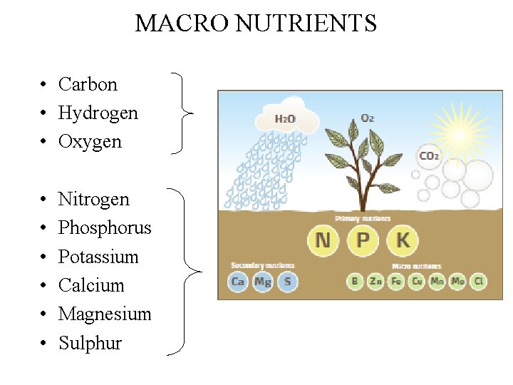 MACRO NUTRIENTS • Carbon • Hydrogen • Oxygen • • • Nitrogen Phosphorus Potassium