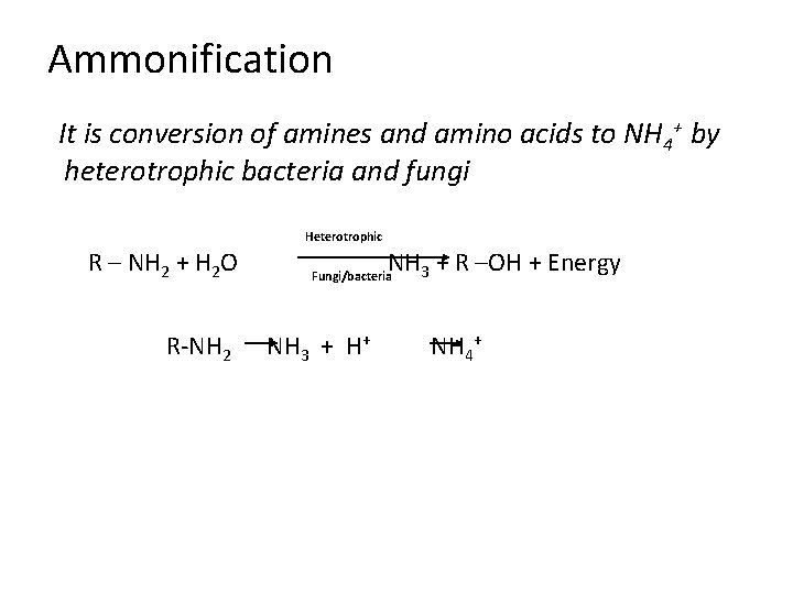 Ammonification It is conversion of amines and amino acids to NH 4+ by heterotrophic