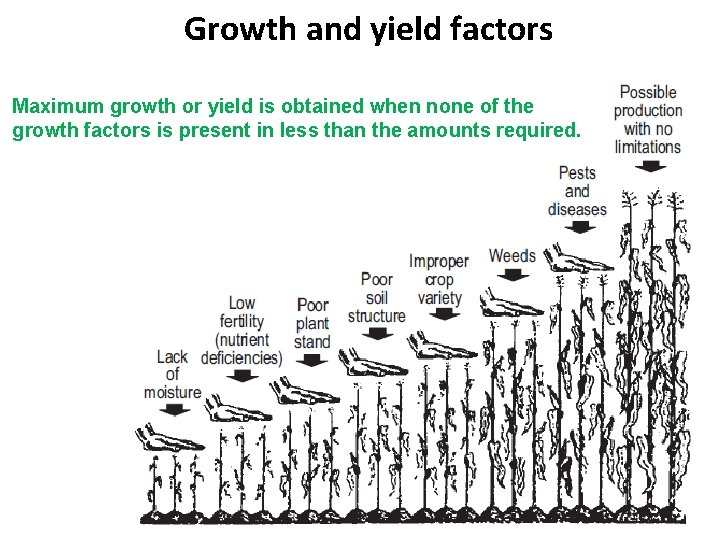 Growth and yield factors Maximum growth or yield is obtained when none of the