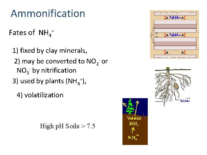 Ammonification Fates of NH 4+ 1) fixed by clay minerals, 2) may be converted
