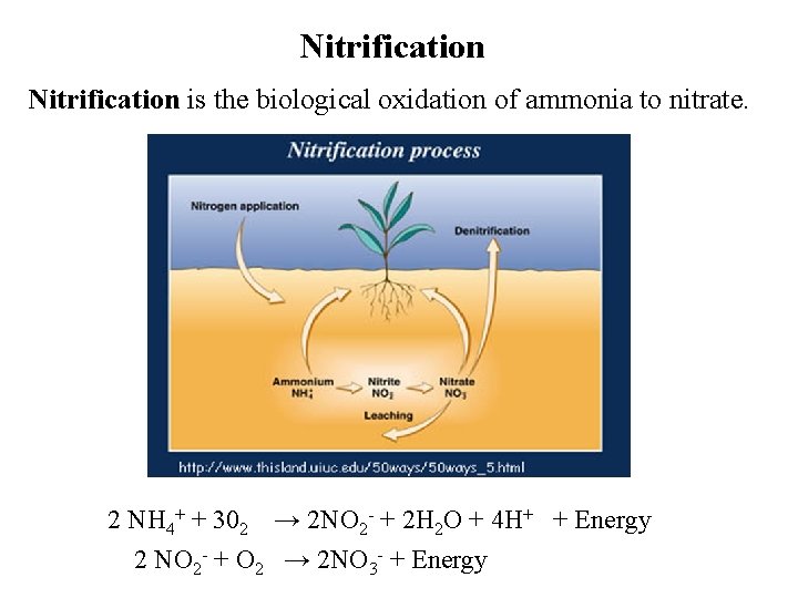 Nitrification is the biological oxidation of ammonia to nitrate. 2 NH 4+ + 302