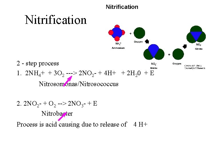 Nitrification 2 - step process 1. 2 NH 4+ + 3 O 2 --->
