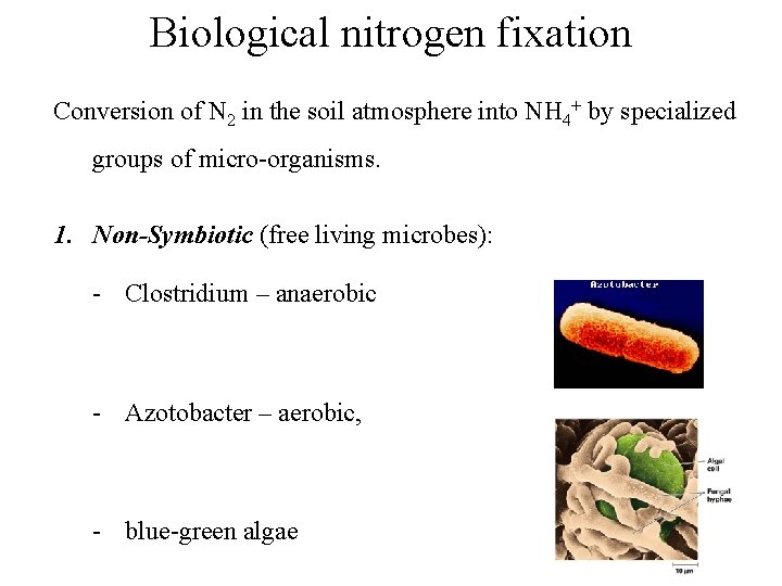 Biological nitrogen fixation Conversion of N 2 in the soil atmosphere into NH 4+