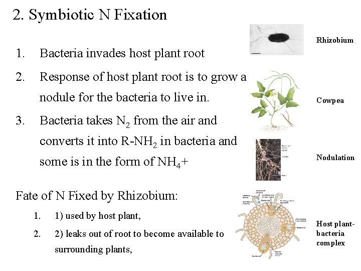 2. Symbiotic N Fixation Rhizobium 1. Bacteria invades host plant root 2. Response of