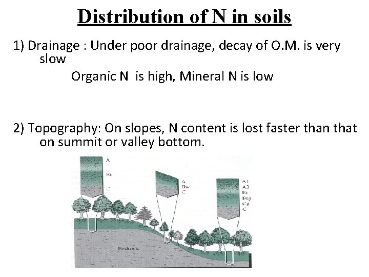 Distribution of N in soils 1) Drainage : Under poor drainage, decay of O.
