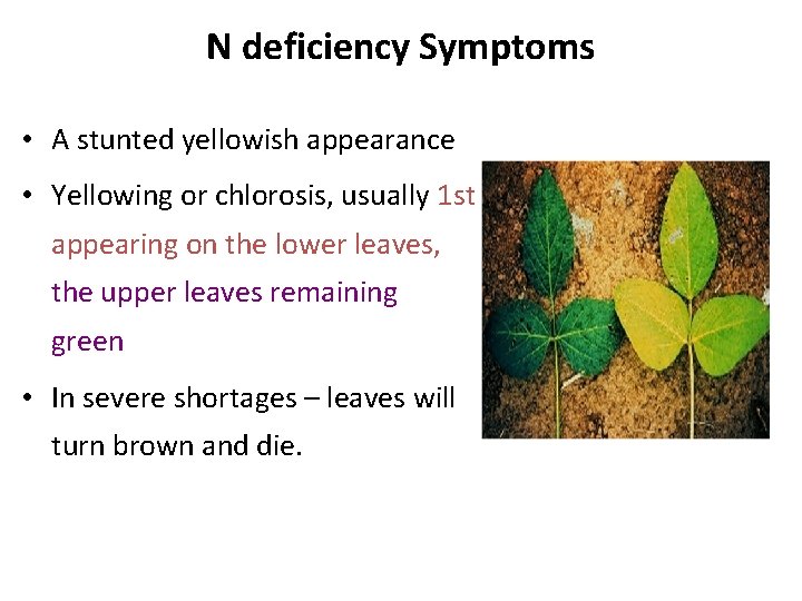 N deficiency Symptoms • A stunted yellowish appearance • Yellowing or chlorosis, usually 1