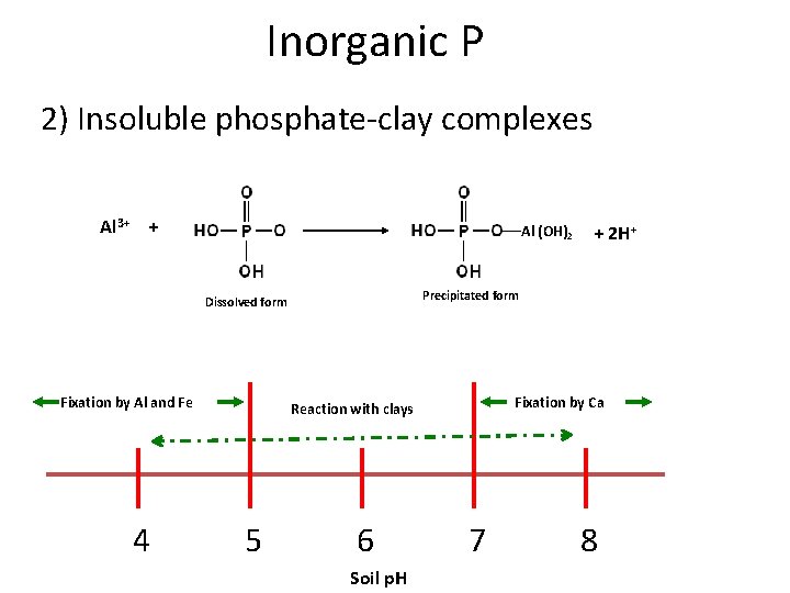 Inorganic P 2) Insoluble phosphate-clay complexes Al 3+ + Al (OH)2 Precipitated form Dissolved