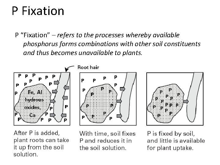 P Fixation P “Fixation” – refers to the processes whereby available phosphorus forms combinations