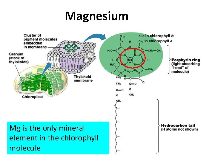 Magnesium Mg is the only mineral element in the chlorophyll molecule 