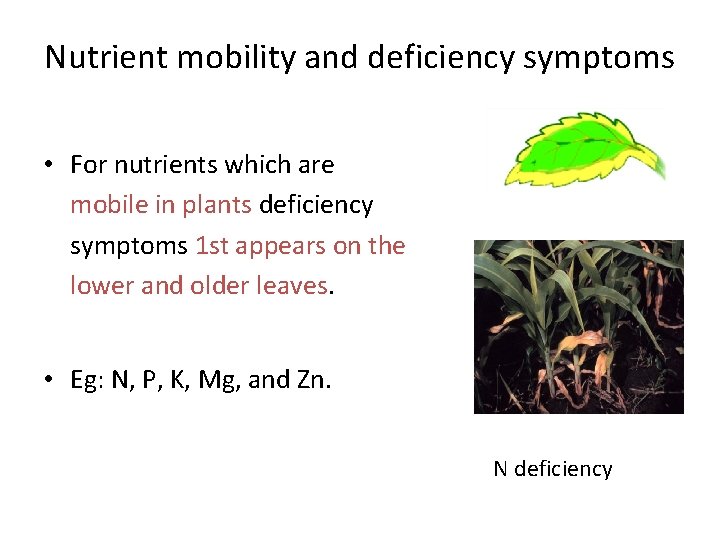 Nutrient mobility and deficiency symptoms • For nutrients which are mobile in plants deficiency