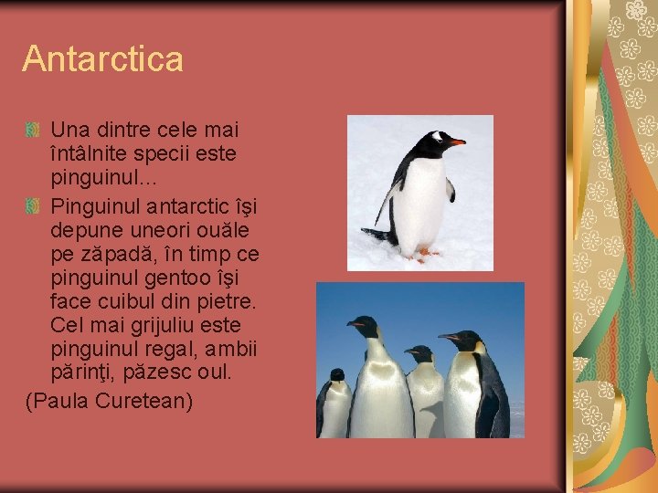 Antarctica Una dintre cele mai întâlnite specii este pinguinul… Pinguinul antarctic îşi depune uneori