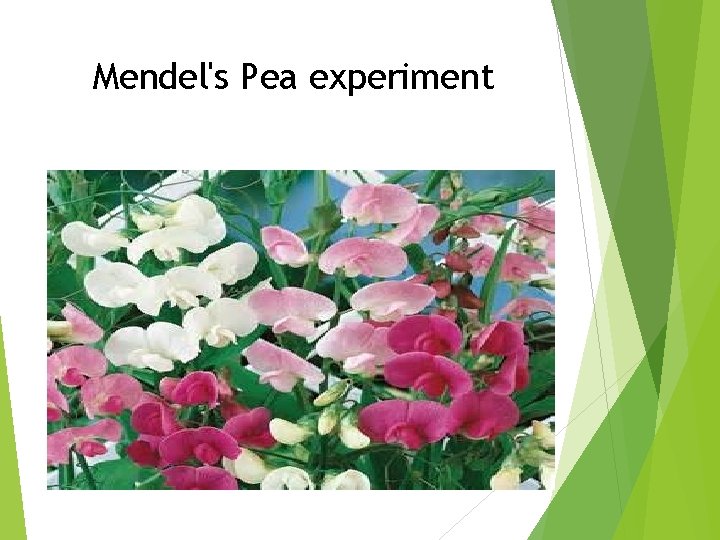 Mendel's Pea experiment 