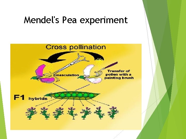 Mendel's Pea experiment 