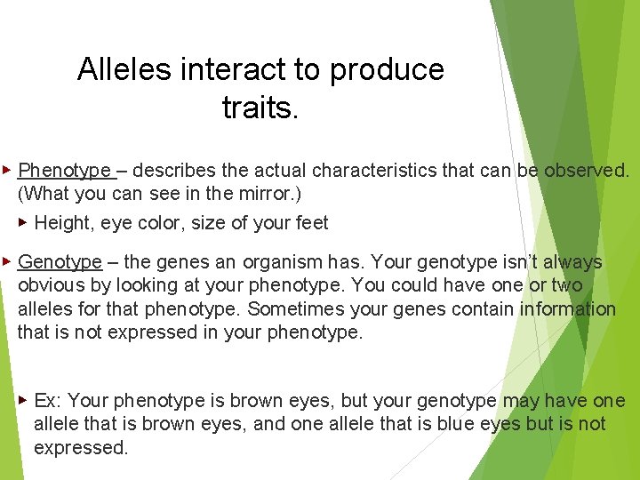 Alleles interact to produce traits. ▶ Phenotype – describes the actual characteristics that can