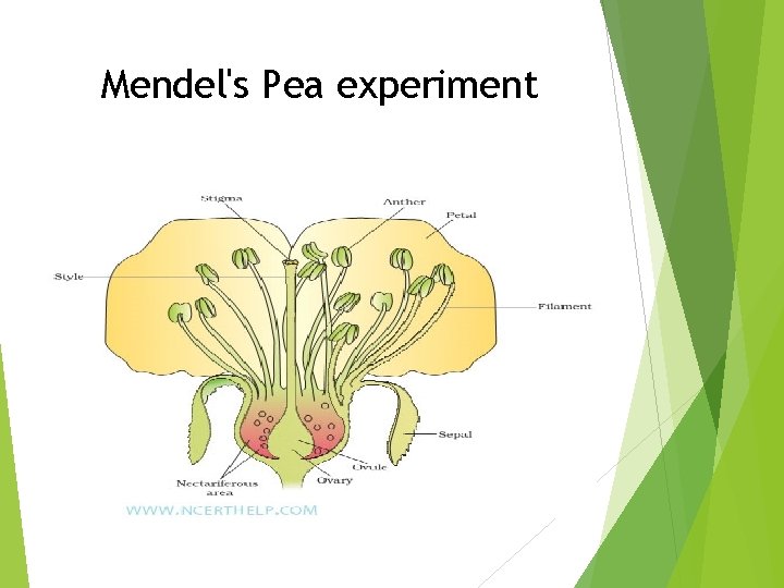 Mendel's Pea experiment 