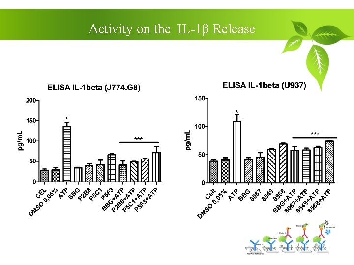 Activity on the IL-1β Release 