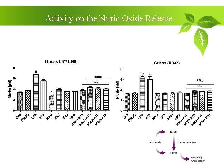 Activity on the Nitric Oxide Release 